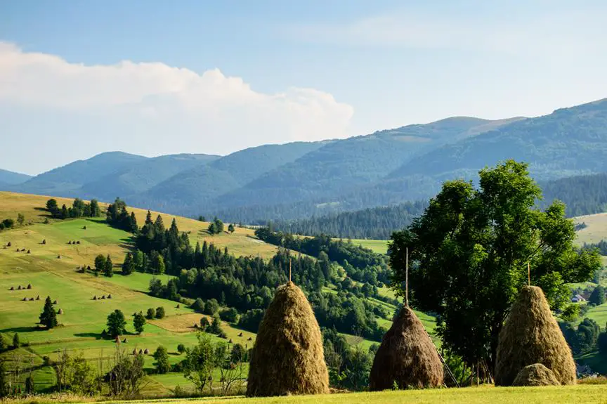 evaluating italian cypress trees