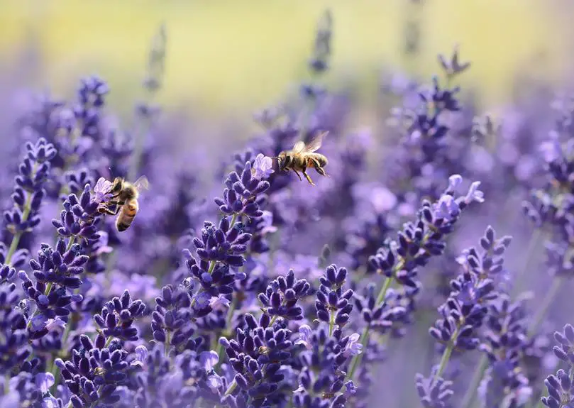 bees in south carolina