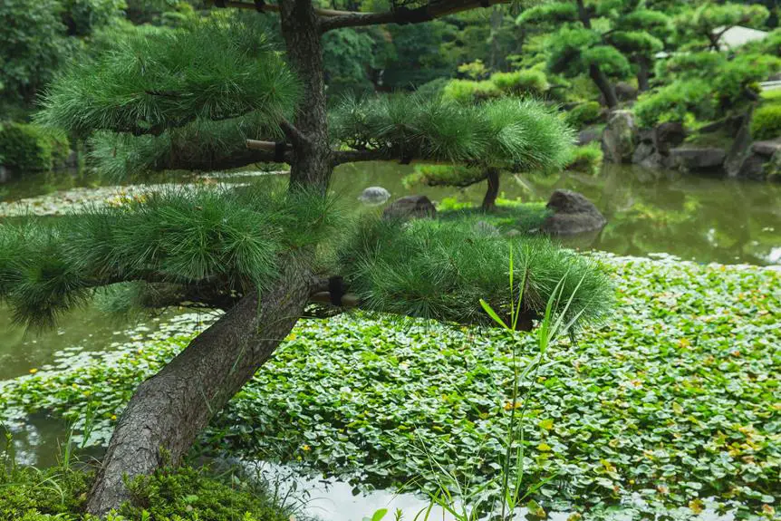 varieties of japanese pine